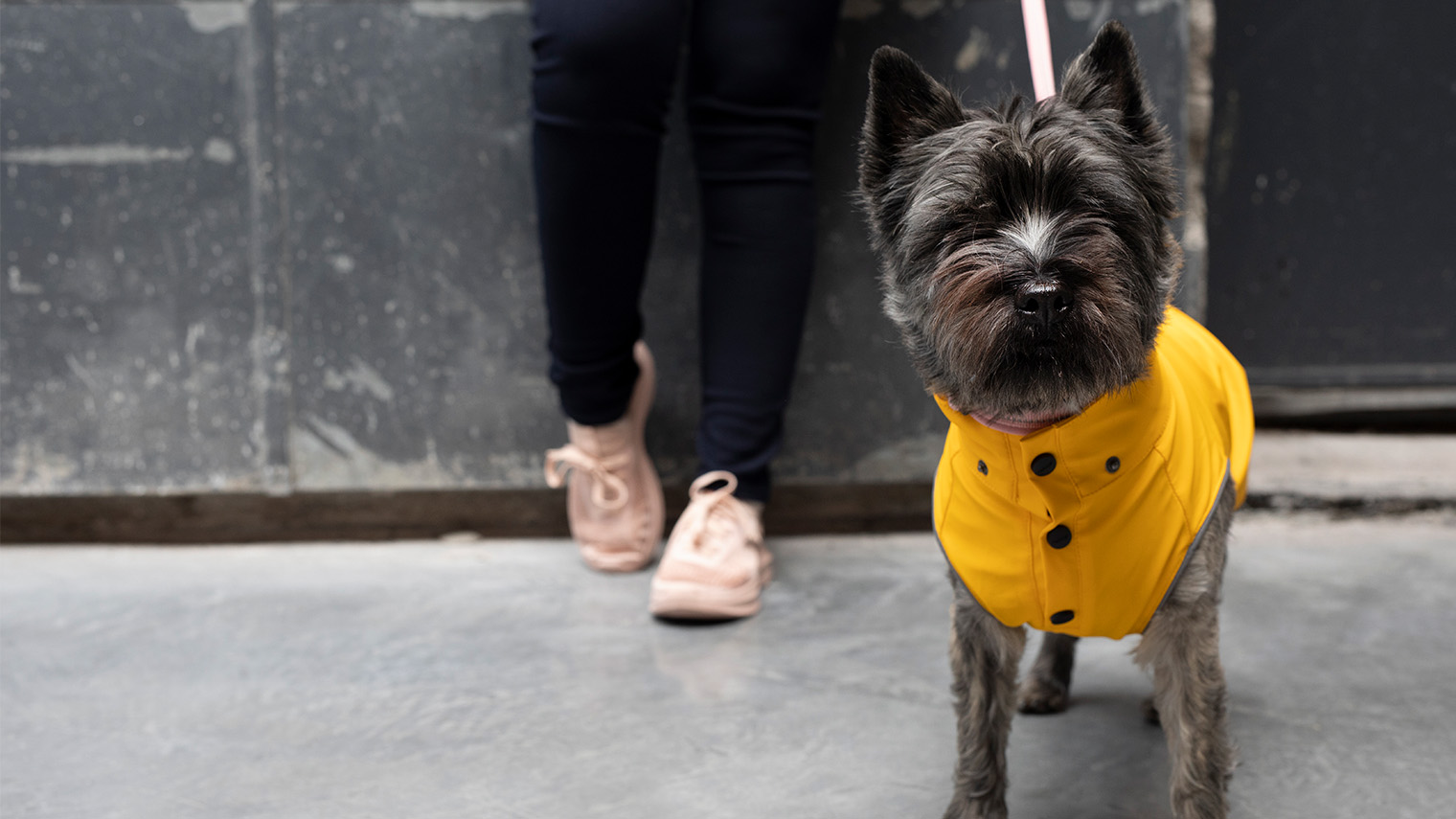 Etualalla oleva koira kurkistaa kameraan naisen jalkojen näkyessä taustalla. 